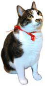 猫