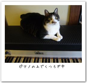 猫、ピアノの上でくつろぎ中